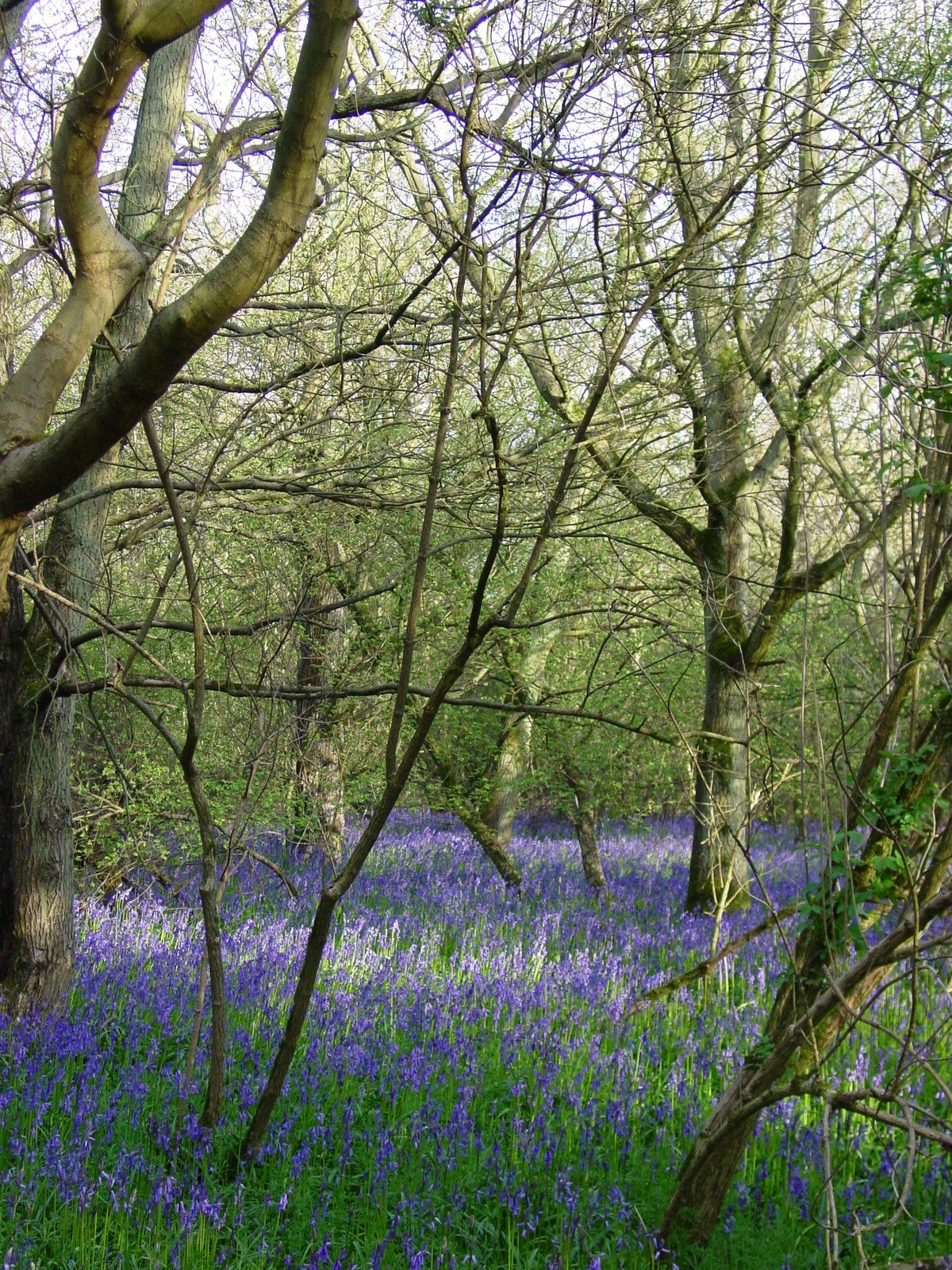 Bluebells in a coppiced wood
