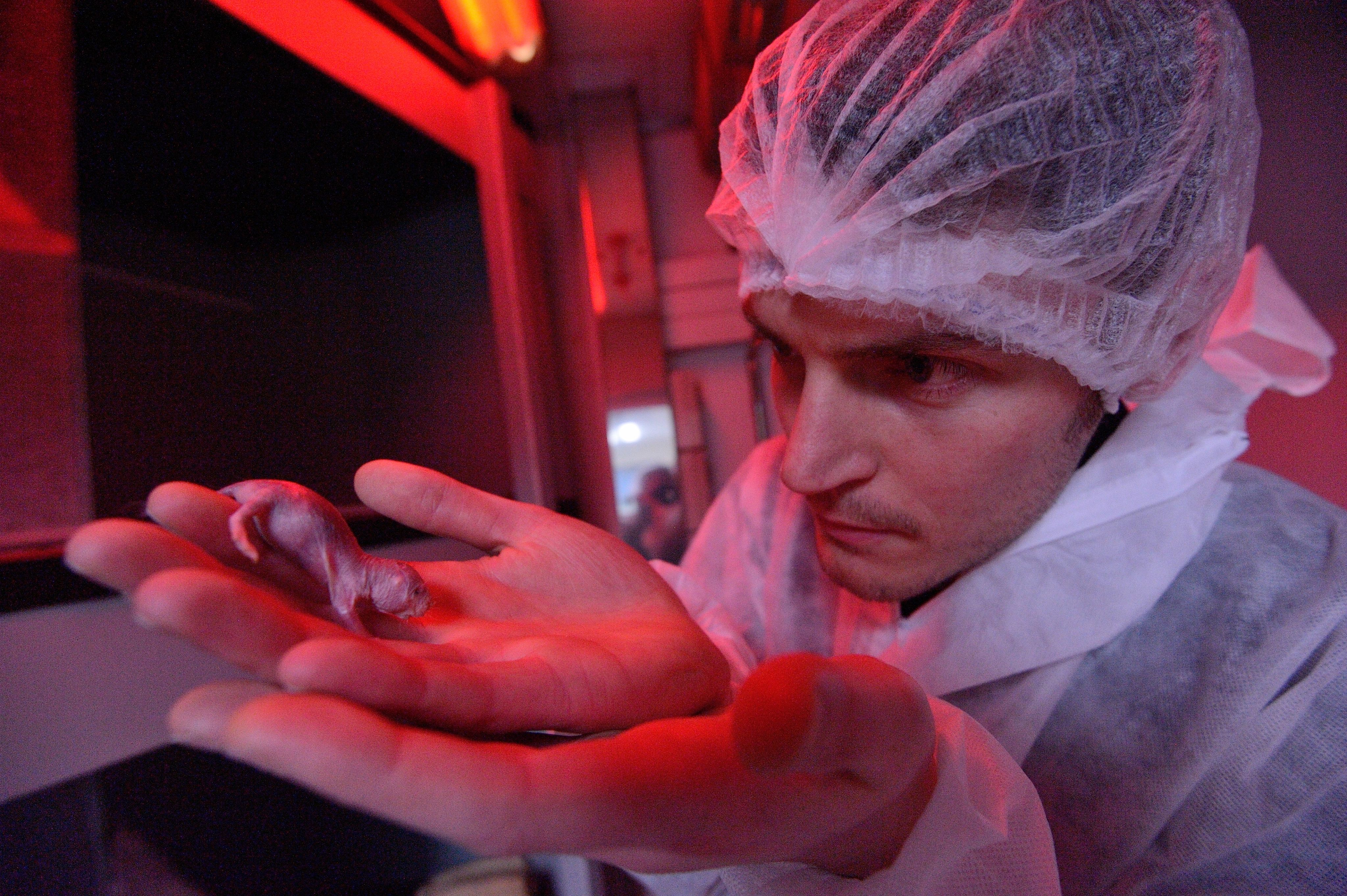 Ewan in the lab with a naked mole-rat.